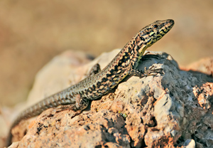 Mauereidechse (Podarcis muralis) – Foto 1