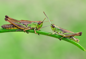 Gemeiner Grashüpfer (Chorthippus parallelus) – Foto 2