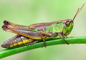 Gemeiner Grashüpfer (Chorthippus parallelus)