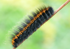 Brombeerspinner (Macrothylacia rubi)