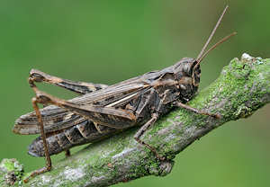 Nachtigall-Grashüpfer (Chorthippus biguttulus), 17.09.2010