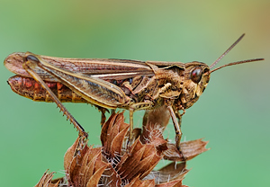 Nachtigall-Grashüpfer (Chorthippus biguttulus) – Foto 3