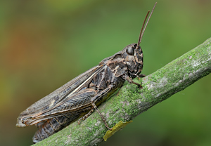 Nachtigall-Grashüpfer (Chorthippus biguttulus) – Foto 1