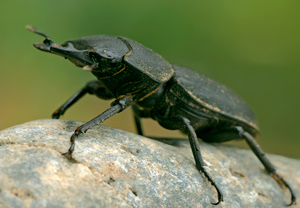 Balkenschröter (Dorcus parallelipipedus) – Foto 2