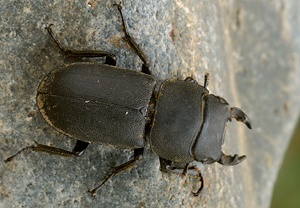 Balkenschröter (Dorcus parallelipipedus) – Foto 3