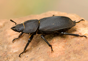 Balkenschröter (Dorcus parallelipipedus) – Foto 4