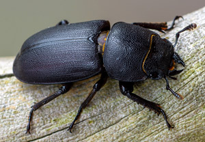 Balkenschröter (Dorcus parallelipipedus), 03.06.2019