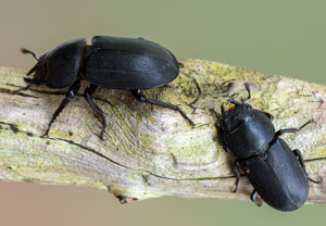 Balkenschröter (Dorcus parallelipipedus) – Foto 6