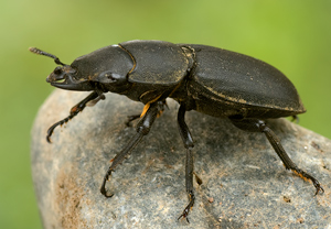 Balkenschröter (Dorcus parallelipipedus)