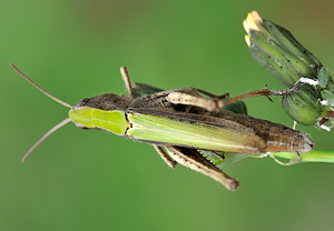Wiesengrashüpfer (Chorthippus dorsatus), 17.09.2010