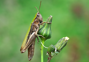 Wiesengrashüpfer (Chorthippus dorsatus)