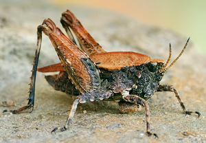 Langfühler-Dornschrecke (Tetrix tenuicornis), 18.09.2010