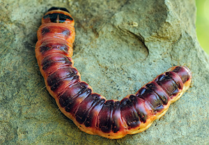 Weidenbohrer (Cossus cossus), 20.09.2010