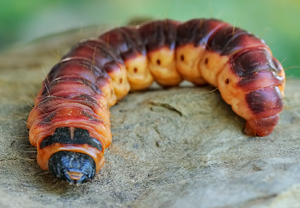 Weidenbohrer (Cossus cossus), 20.09.2010