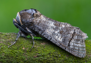 Weidenbohrer (Cossus cossus), 12.07.2020, Wyry