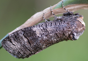Weidenbohrer (Cossus cossus)
