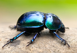 Frühlingsmistkäfer (Trypocopris vernalis)