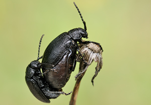 Rainfarn-Blattkäfer (Galeruca tanaceti) &ndash; Foto 1
