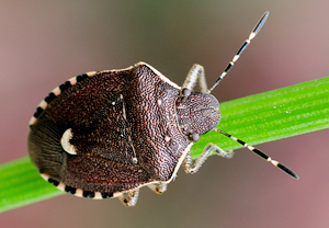 Holcostethus sphacelatus, 04.10.2010