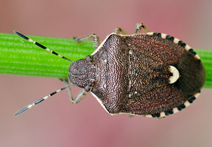 - (Holcostethus sphacelatus)