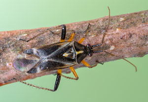 Eichenwanze (Harpocera thoracica), 24.04.2022, Hürth