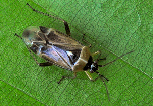 Eichenwanze (Harpocera thoracica)