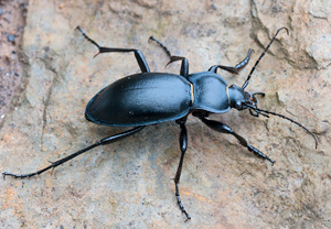 Glatter Laufkäfer (Carabus glabratus), 13.02.2011