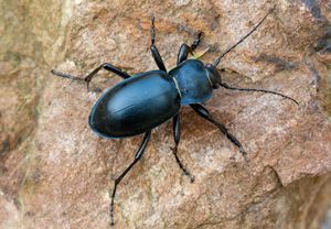 Glatter Laufkäfer (Carabus glabratus), 13.02.2011