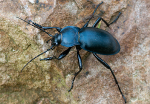 Glatter Laufkäfer (Carabus glabratus) &ndash; Foto 1