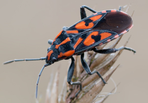 Knappe (Spilostethus saxatilis), 31.03.2011