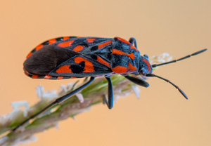 Knappe (Spilostethus saxatilis), 08.08.2018