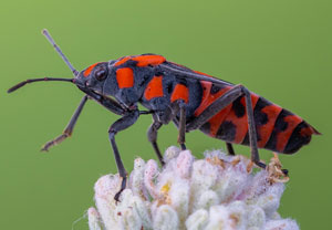 Knappe (Spilostethus saxatilis), 14.07.2022, Vir