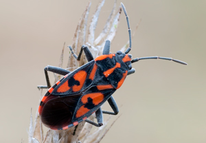 Knappe (Spilostethus saxatilis)