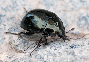 Sphaerites glabratus &ndash; Foto 2