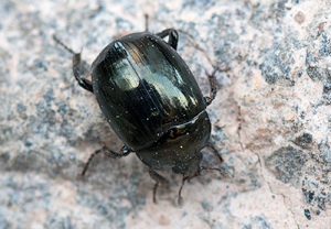 Sphaerites glabratus &ndash; Foto 1