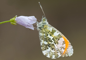 Aurorafalter (Anthocharis cardamines), 23.04.2011