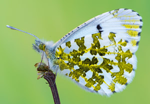 Aurorafalter (Anthocharis cardamines), 29.04.2017