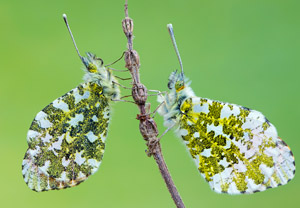 Aurorafalter (Anthocharis cardamines), 15.04.2017