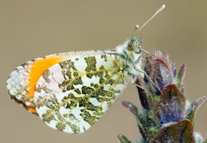 Aurorafalter (Anthocharis cardamines)