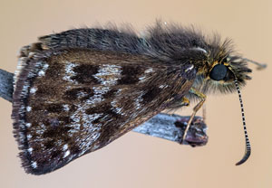 Kronwicken-Dickkopffalter (Erynnis tages), 11.05.2024, Holzgau
