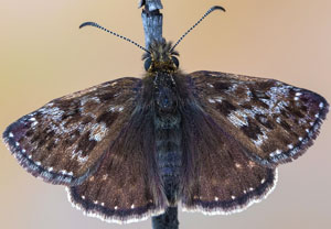 Kronwicken-Dickkopffalter (Erynnis tages), 11.05.2024, Holzgau