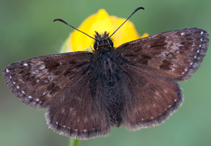 Kronwicken-Dickkopffalter (Erynnis tages)