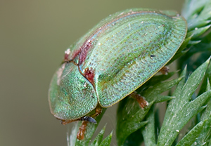 Rainfarn-Schildkäfer (Cassida stigmatica) – Foto 2