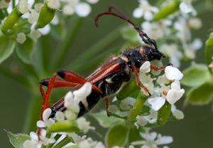 Braunrötlicher Spitzdeckenbock (Stenopterus rufus), 07.05.2011