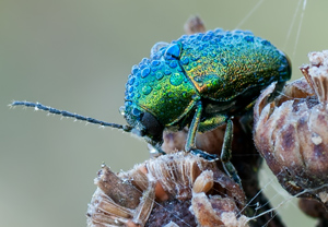 Seidiger Fallkäfer (Cryptocephalus sericeus) &ndash; Foto 2