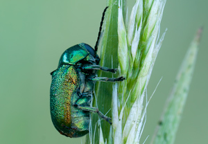 Seidiger Fallkäfer (Cryptocephalus sericeus) &ndash; Foto 3