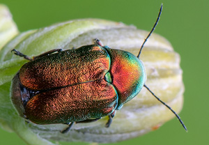 Seidiger Fallkäfer (Cryptocephalus sericeus), 09.07.2020, Wyry
