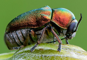 Seidiger Fallkäfer (Cryptocephalus sericeus), 09.07.2020, Wyry