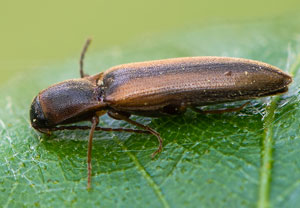 Gestreifter Forstschnellkäfer (Dalopius marginatus), 19.04.2020