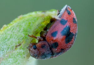 Luzerne-Marienkäfer (Subcoccinella vigintiquatuorpunctata), 21.05.2011